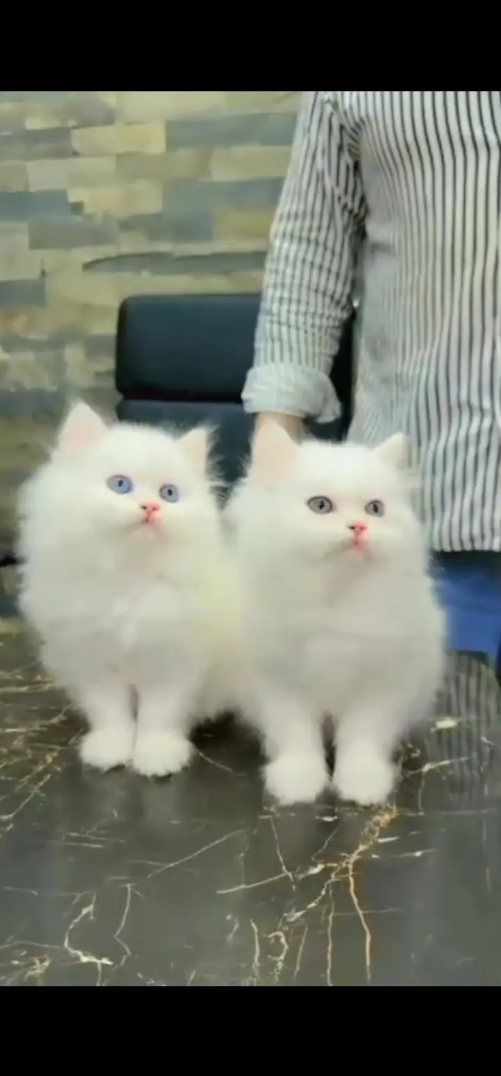 Quality Persian Punch face cat & kittens 03495425573 WhatsApp — photo 2