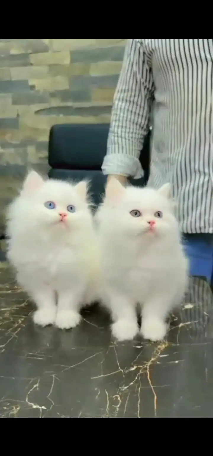 Quality Persian Punch face cat & kittens 03495425573 WhatsApp — photo 3