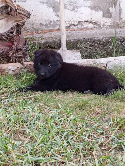 German shepherd puppy for sale