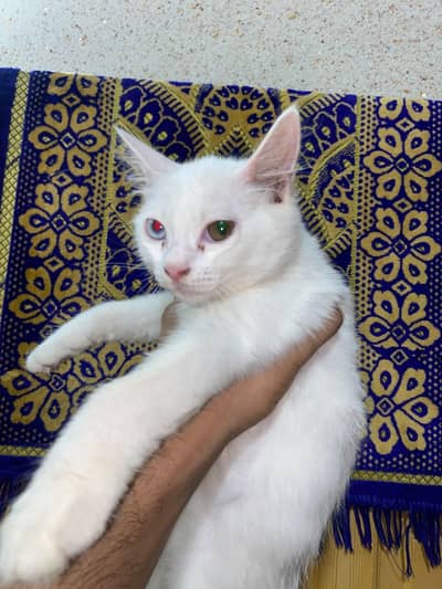 blue and yellow eyes