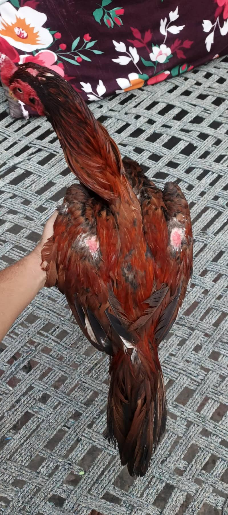 sindhi 4