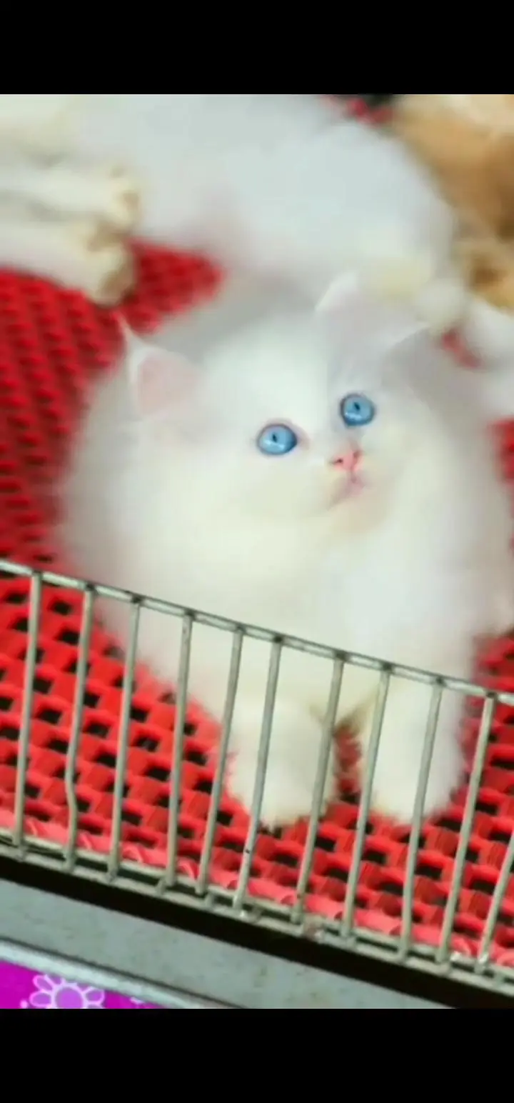 Quality Persian Punch face cat & kittens 03495425573 WhatsApp — photo 2