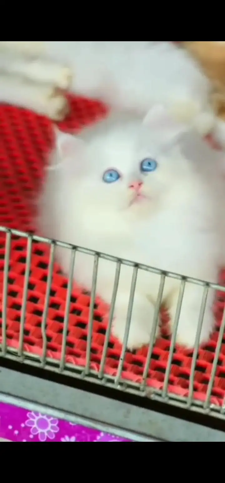 Quality Persian Punch face cat & kittens 03495425573 WhatsApp — photo 3