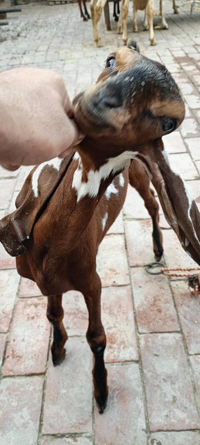 amratsari Goat Baby home Bread active and Healthy