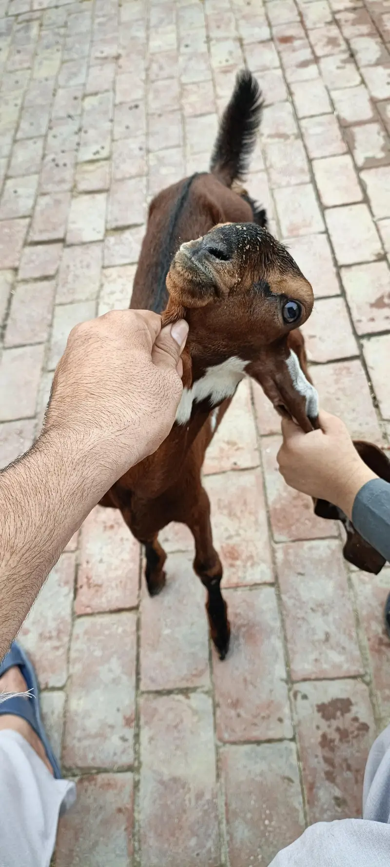 amratsari Goat Baby home Bread active and Healthy — photo 2