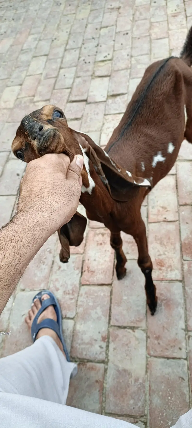 amratsari Goat Baby home Bread active and Healthy — photo 3
