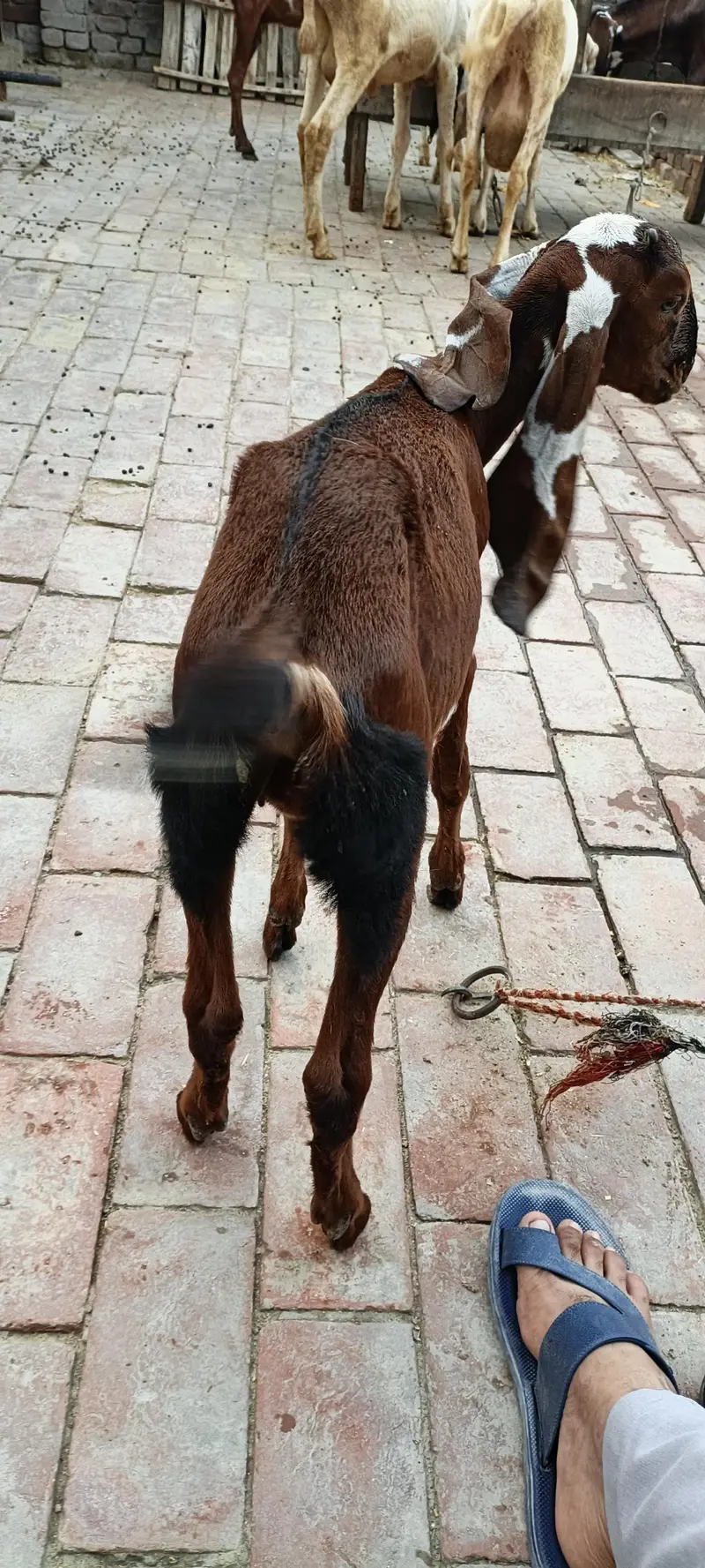 amratsari Goat Baby home Bread active and Healthy — photo 4
