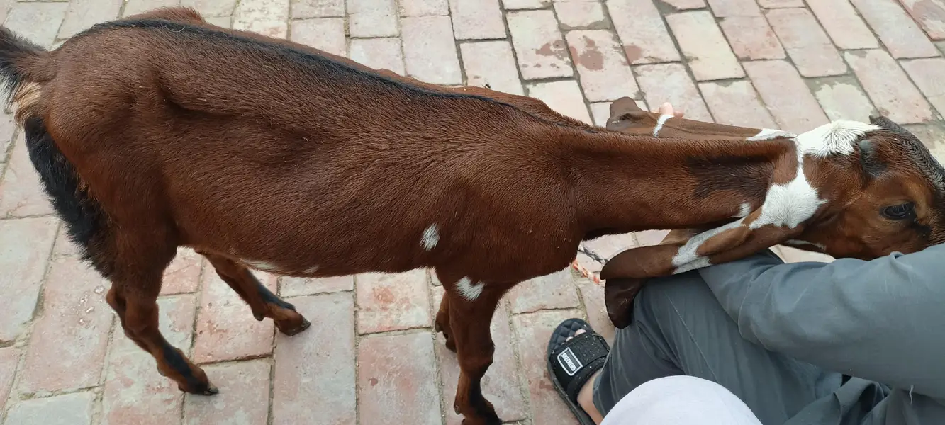 amratsari Goat Baby home Bread active and Healthy — photo 5