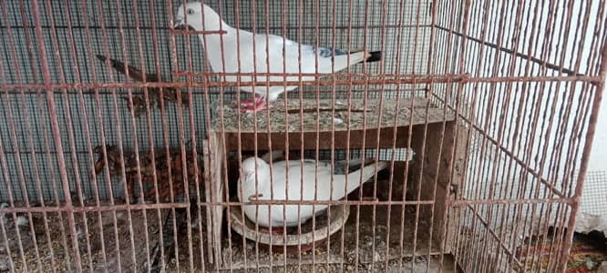 Kalduma Pigeon For Sale