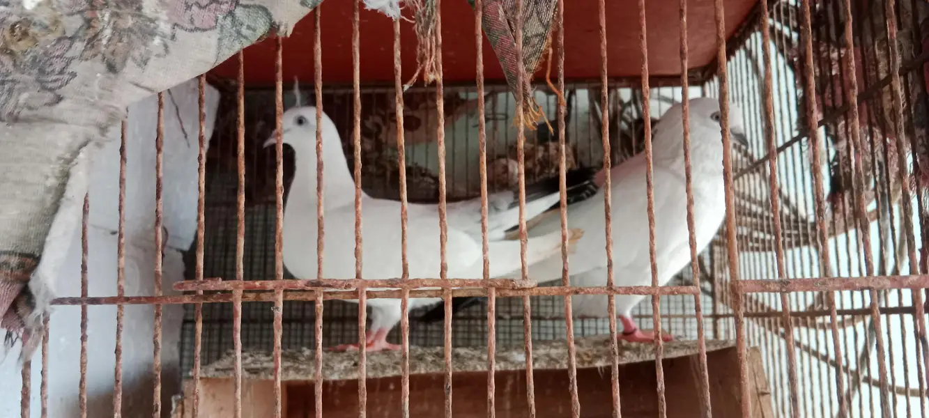 Kalduma Pigeon For Sale — photo 2