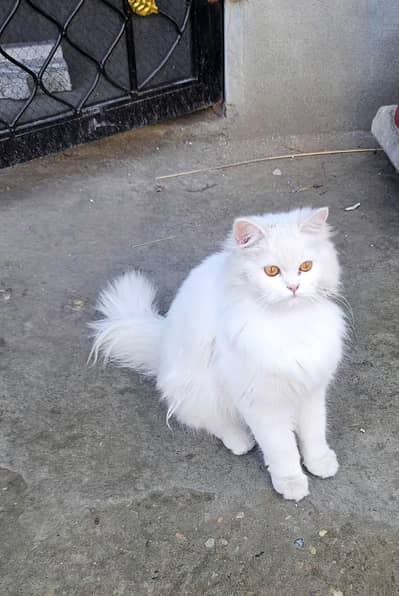 cat triple coat eyes colour yellow cat name lussy