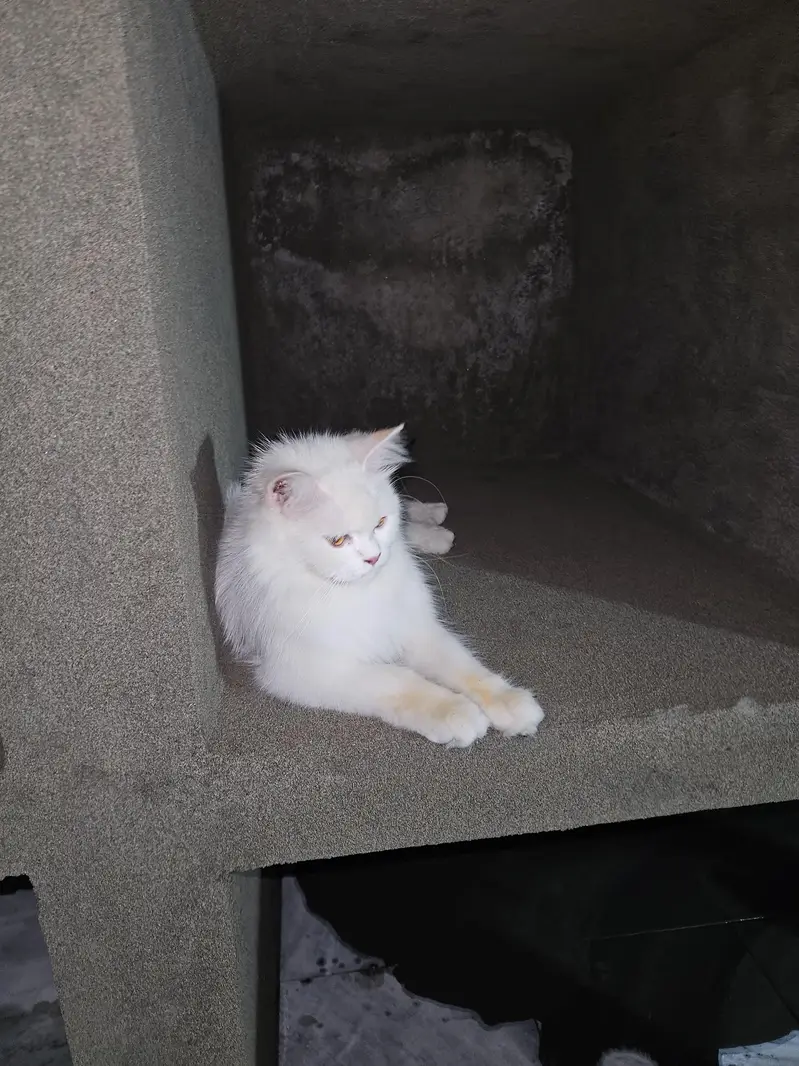 cat triple coat eyes colour yellow cat name lussy — photo 2