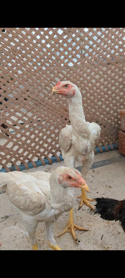 WHITE JAPANESE SHAMO PAIR