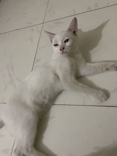 Single Coated Persian Cat