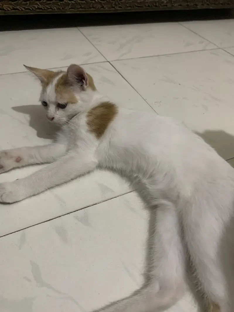 Single Coated Persian Cat — photo 2