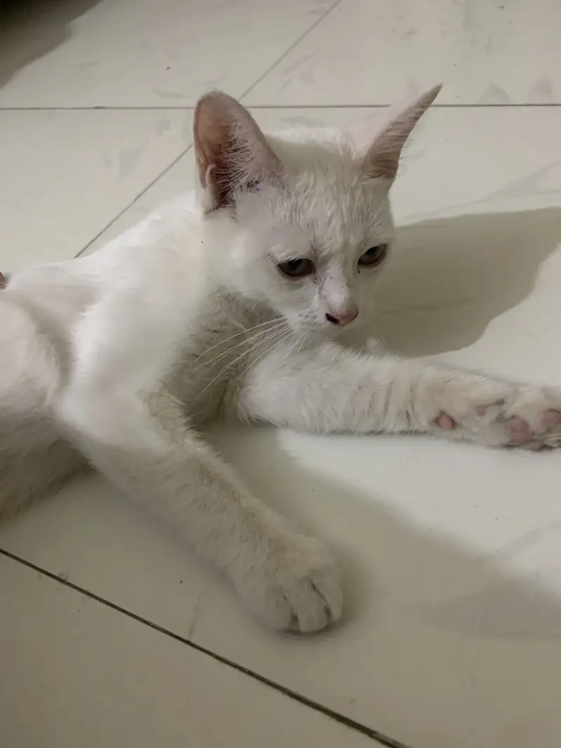 Single Coated Persian Cat — photo 3