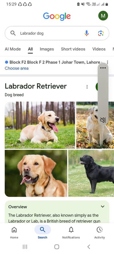 Labrador retriever