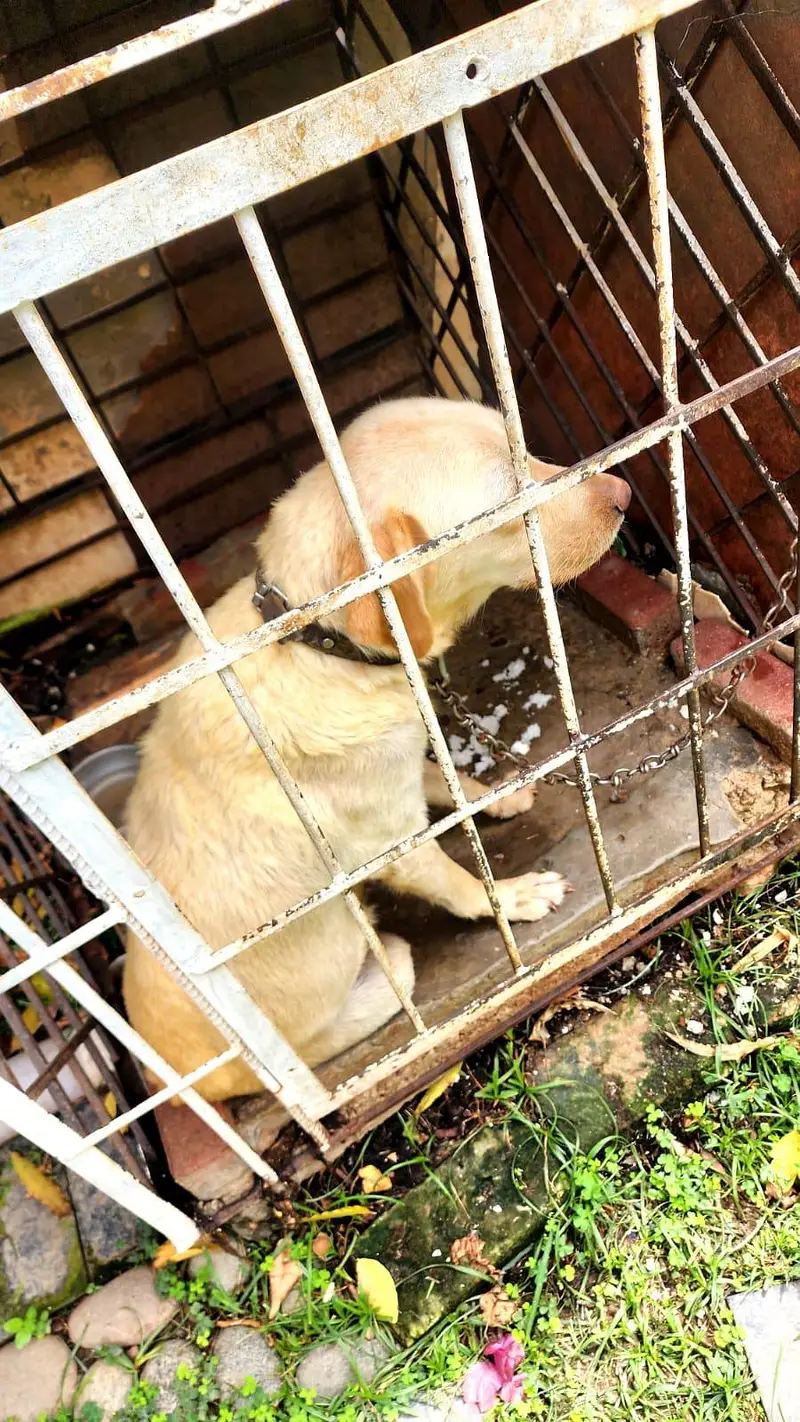 Labrador retriever — photo 2
