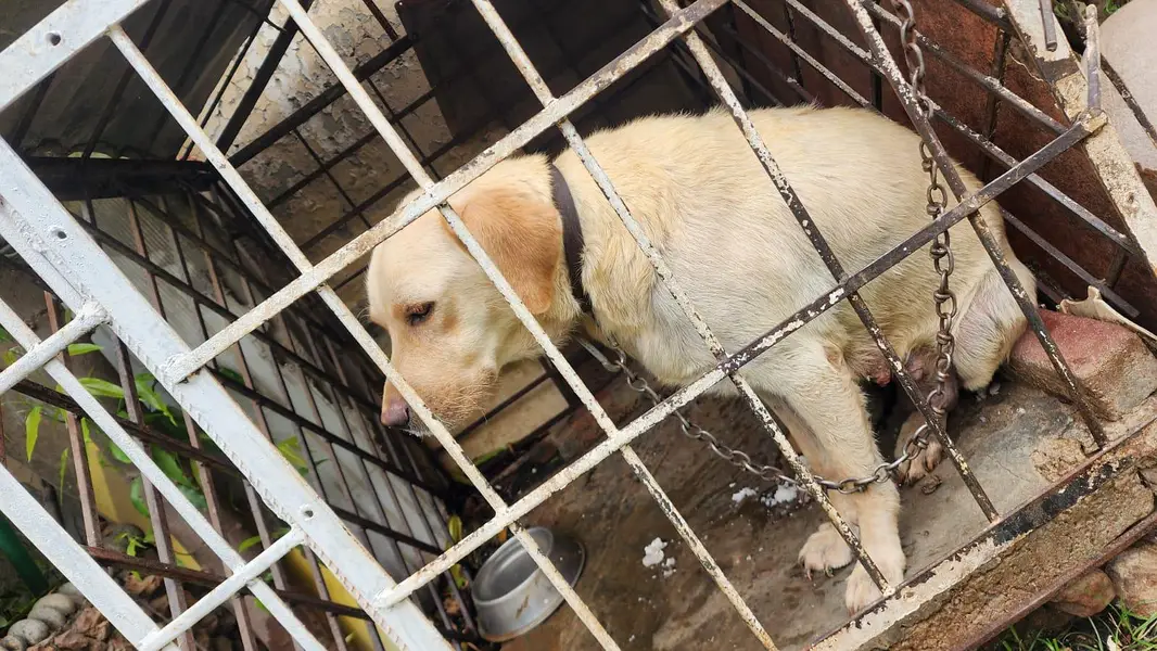 Labrador retriever — photo 3
