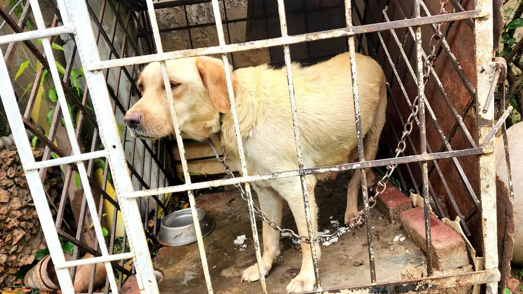 Labrador retriever — photo 4