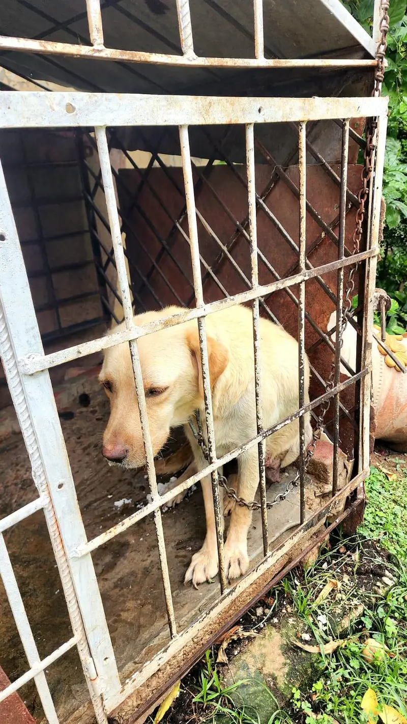 Labrador retriever — photo 5