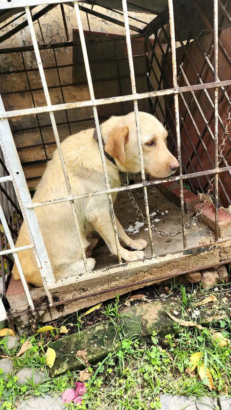 Labrador retriever — photo 6