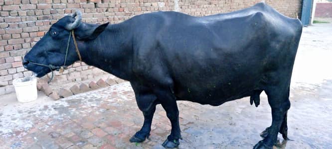 Bufallo for milk