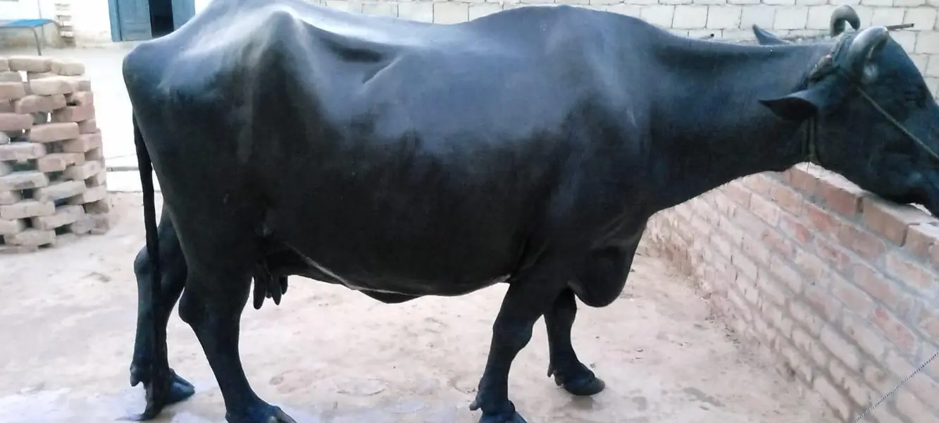 Bufallo for milk — photo 2