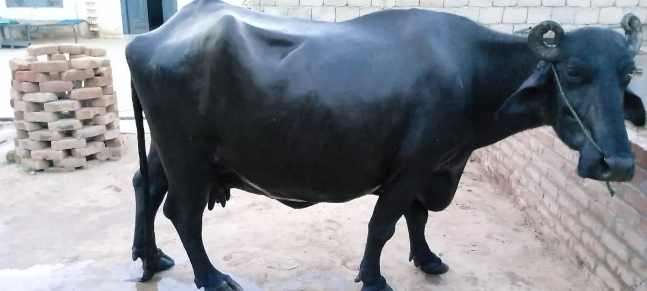 Bufallo for milk — photo 3