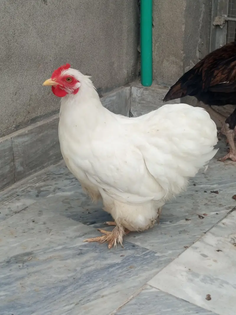 bantam trio — photo 2
