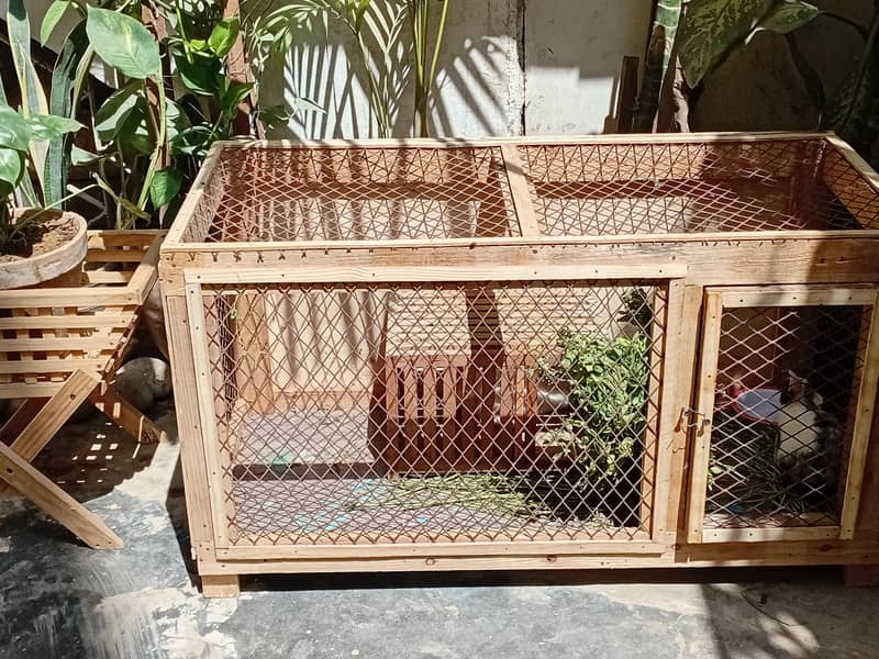 خرگوش 5