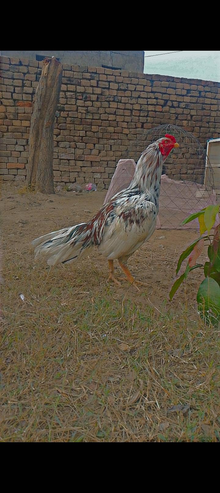 aseel 0