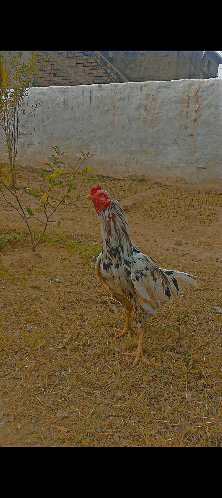 aseel 2
