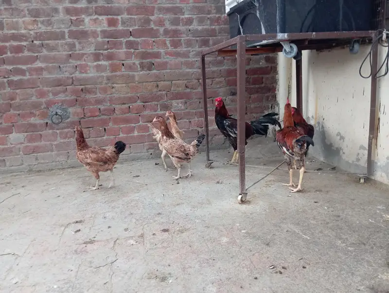 Aseel cross Desi Hens