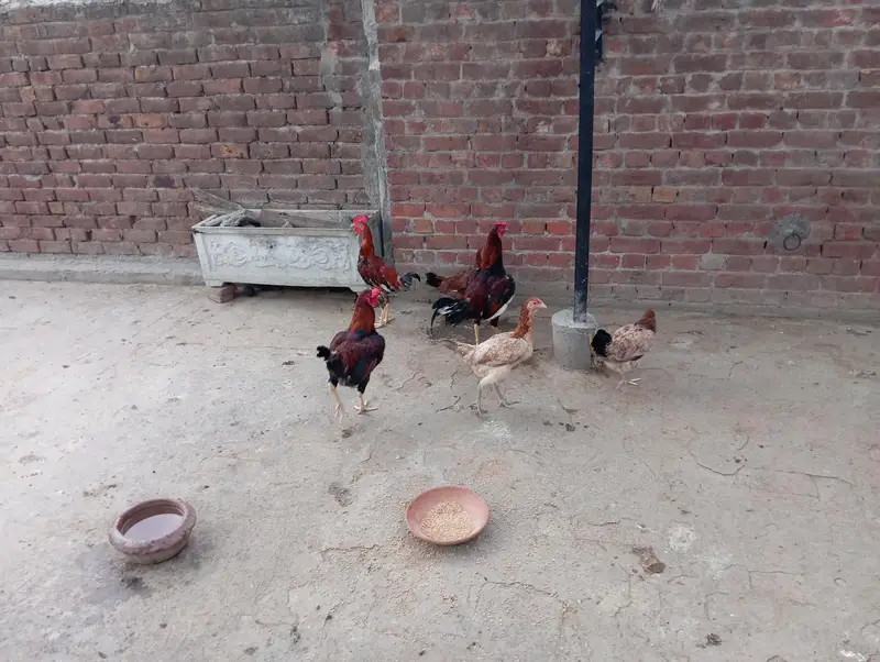 Aseel cross Desi Hens — photo 2