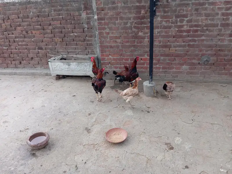Aseel cross Desi Hens — photo 3