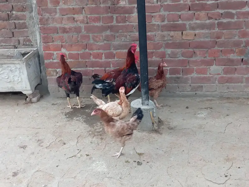 Aseel cross Desi Hens — photo 4