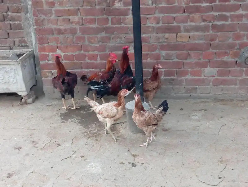 Aseel cross Desi Hens — photo 5