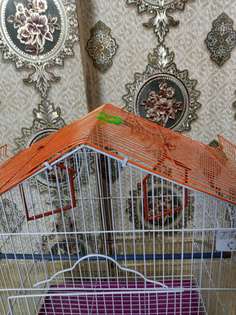 Parrot Cage — photo 4
