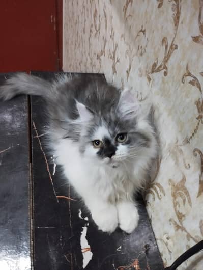 Persian breed full healthy and playful kittens are for sale