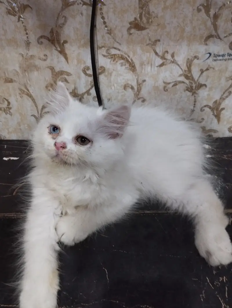 Persian breed full healthy and playful kittens are for sale — photo 2