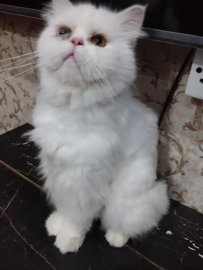 Persian breed full healthy and playful kittens are for sale — photo 3