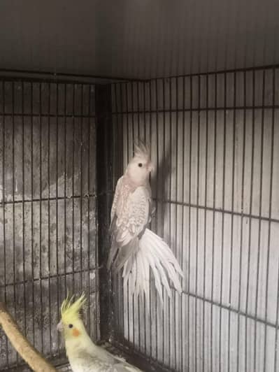 one breeder pair  (pearl female and grey male) +