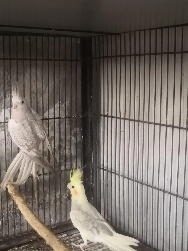 one breeder pair  (pearl female and grey male) + — photo 2
