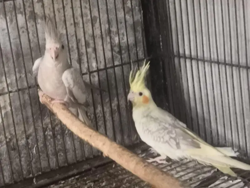 one breeder pair  (pearl female and grey male) + — photo 3