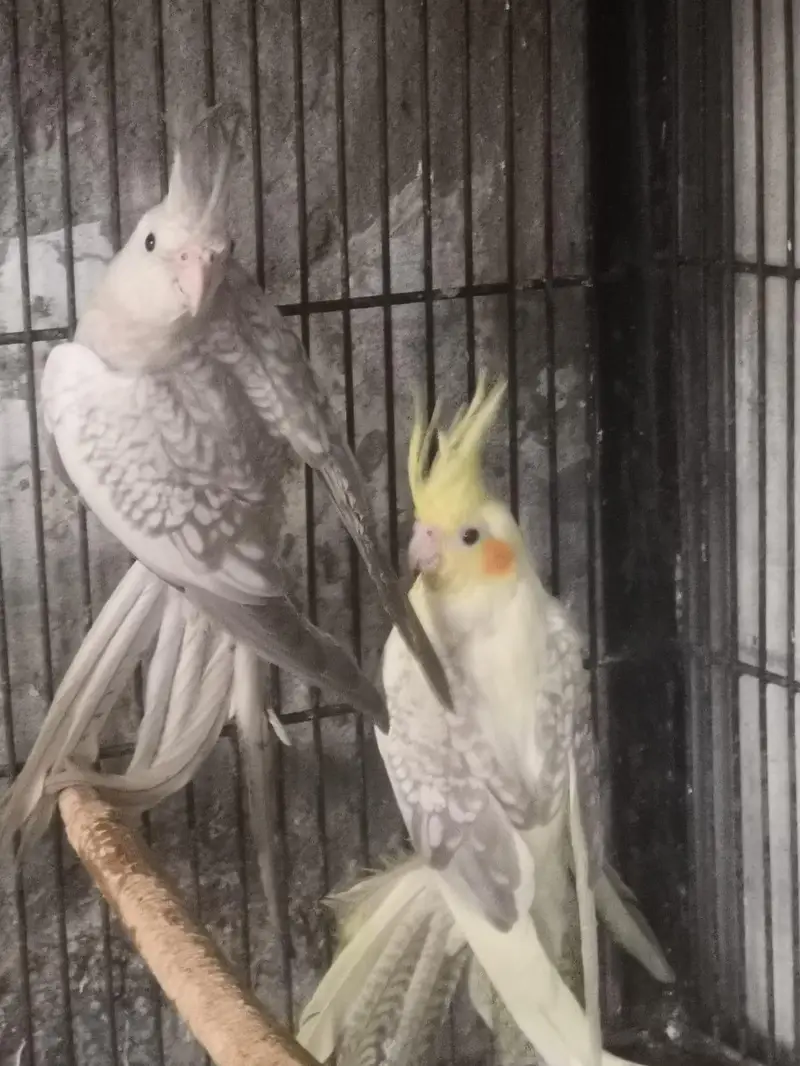 one breeder pair  (pearl female and grey male) + — photo 4