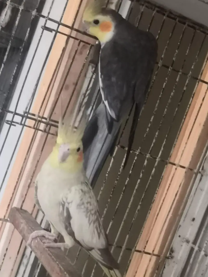 one breeder pair  (pearl female and grey male) + — photo 5