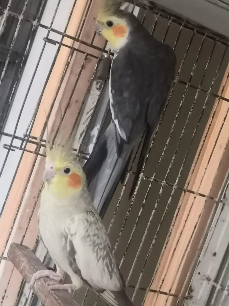 one breeder pair  (pearl female and grey male) + — photo 7
