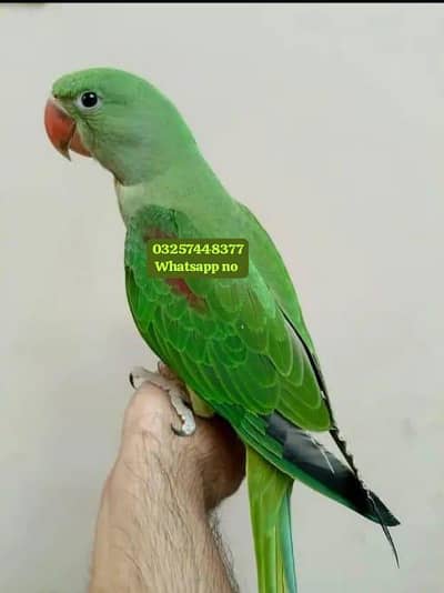 kasmri Raw parrot for 1 years ago