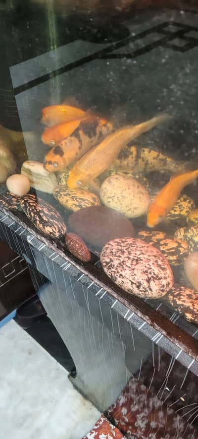 Best aquarium